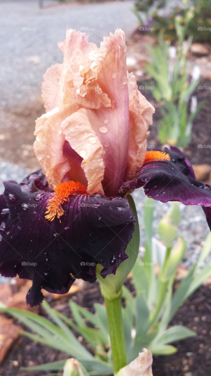 Ocelot bearded iris