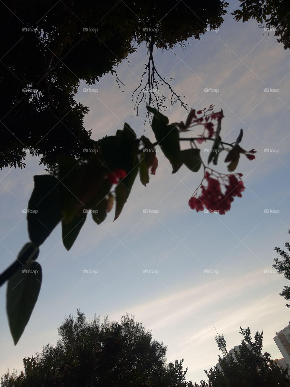red flower in a sunset
