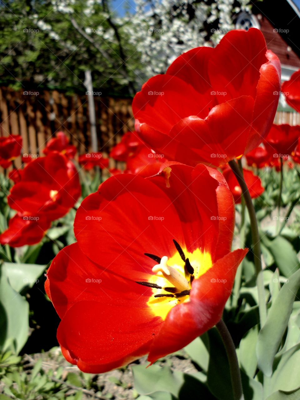 Flower, Nature, No Person, Garden, Flora