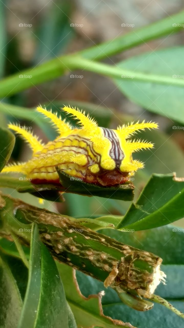 Nature, Flora, Leaf, No Person, Outdoors