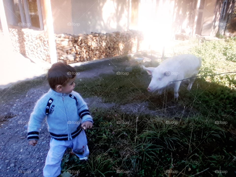 A child runs away from a pig