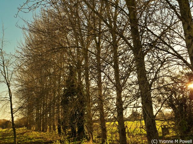 Trees