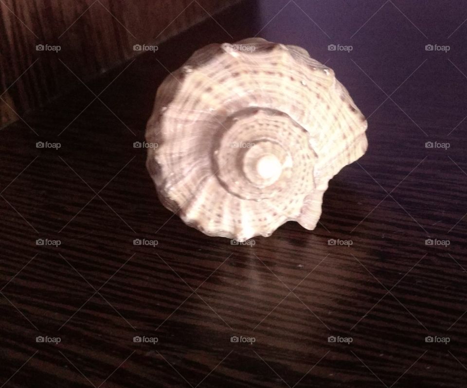shell...