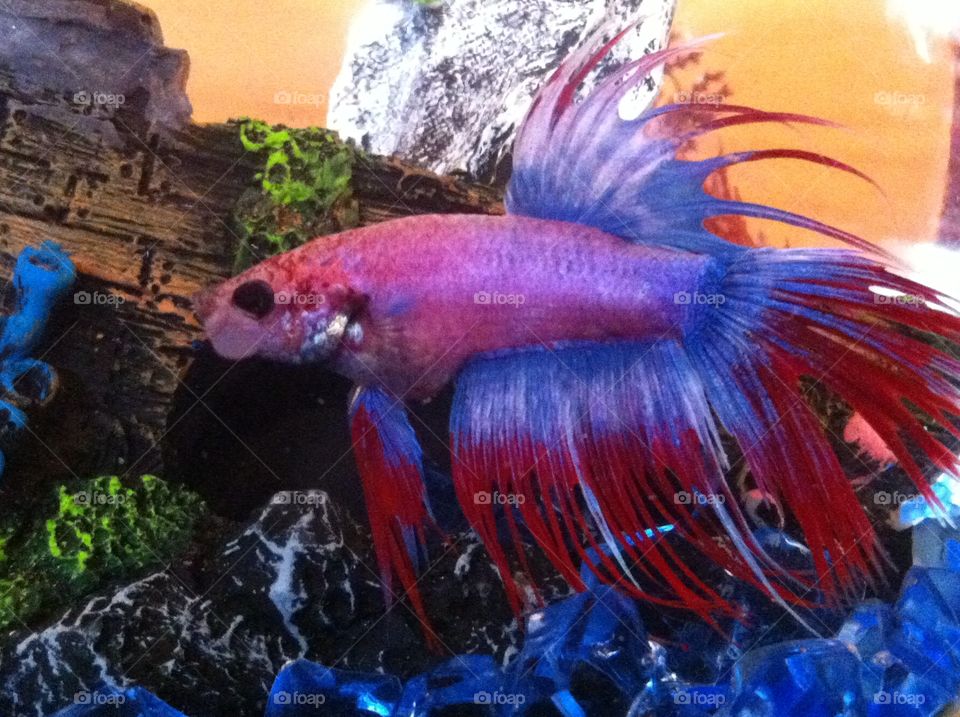 lola. gorgeous colours on our fish