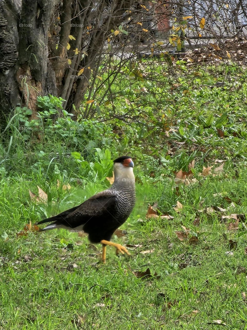 The Crested Caracara