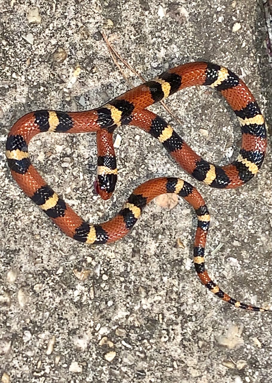 Scarlet King Snake (non venomous) - A cute rhyme to help identify the venomous coral snake: red touch yellow, kill a fellow; red touch black, good for Jack.