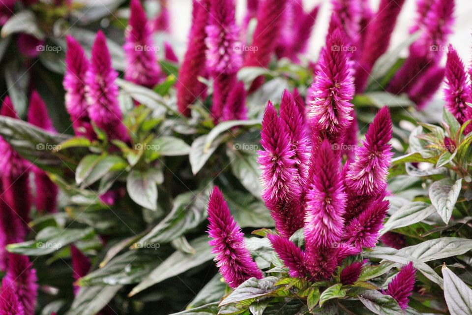 Pink bright flower fuzzy blossom green plants