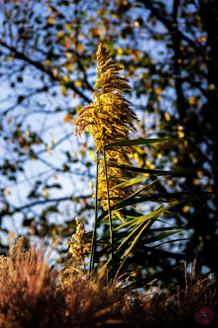 Plants in the fall breeze. Plants in the fall breeze 