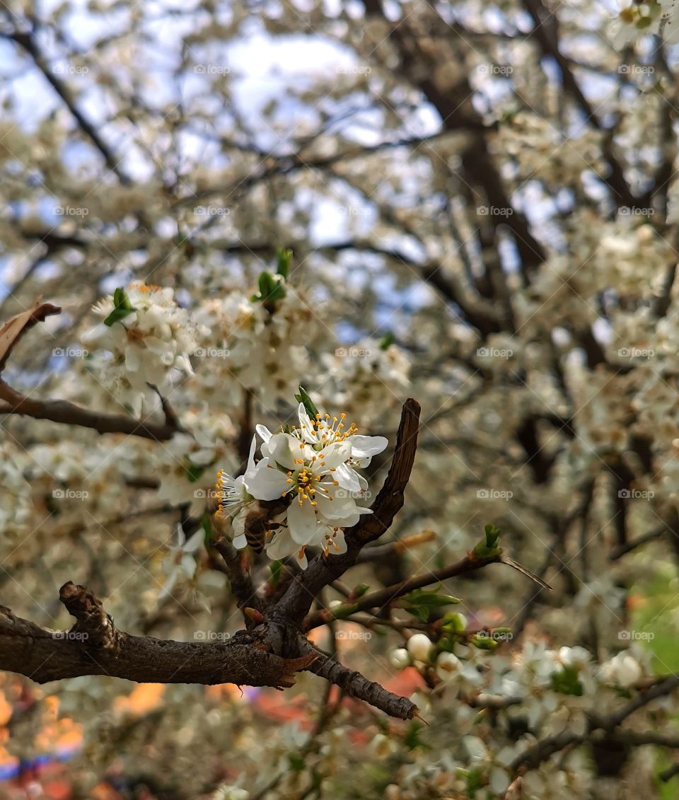 Spring is here 🏵🐝