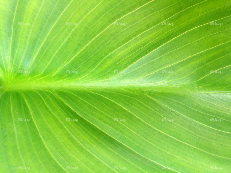 Green leaf texture background
