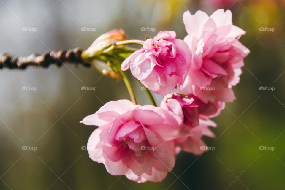 Cherry tree flowers