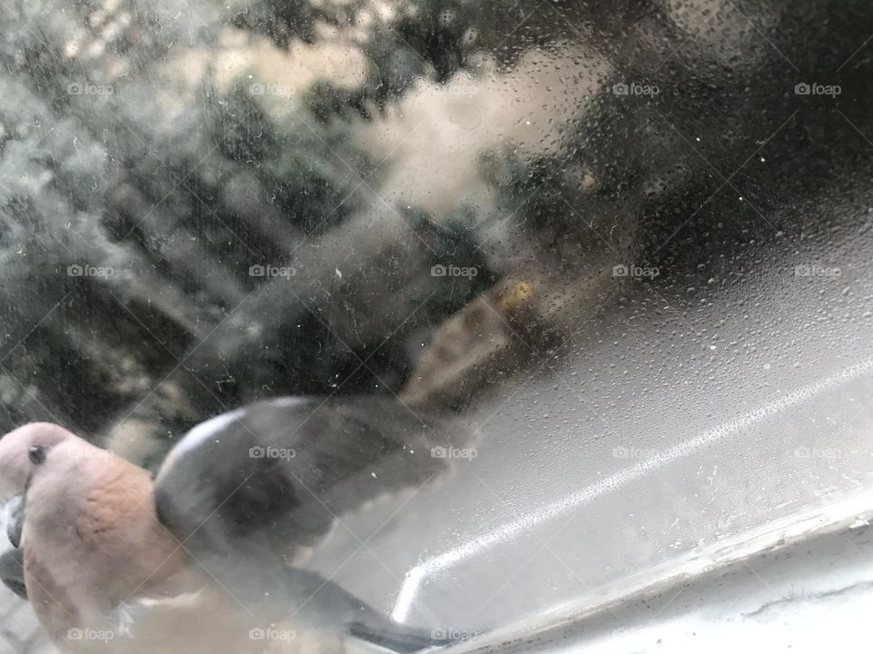 Does this laughing dove have a message for me?