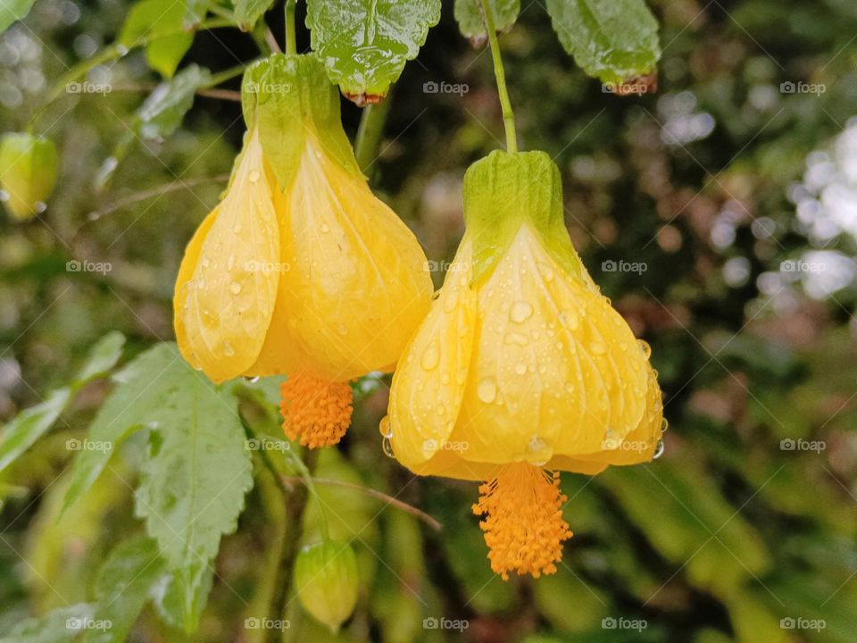 Abutilon pictum