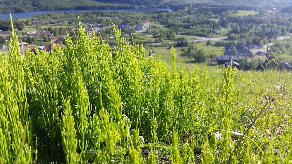 Mountain Grass