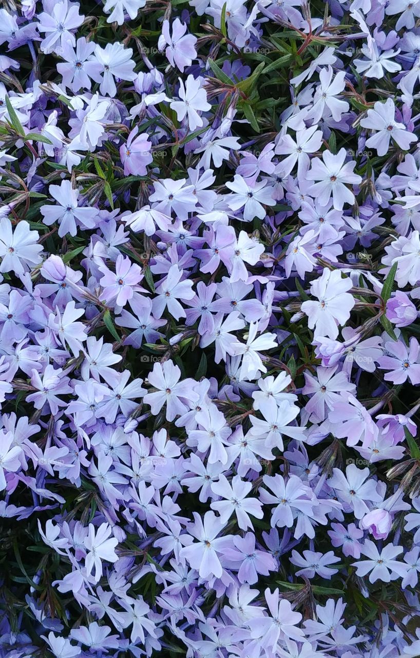 blumen lila Frühling