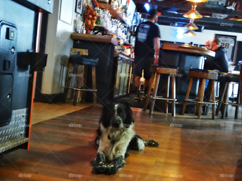 Dog In A Pub
