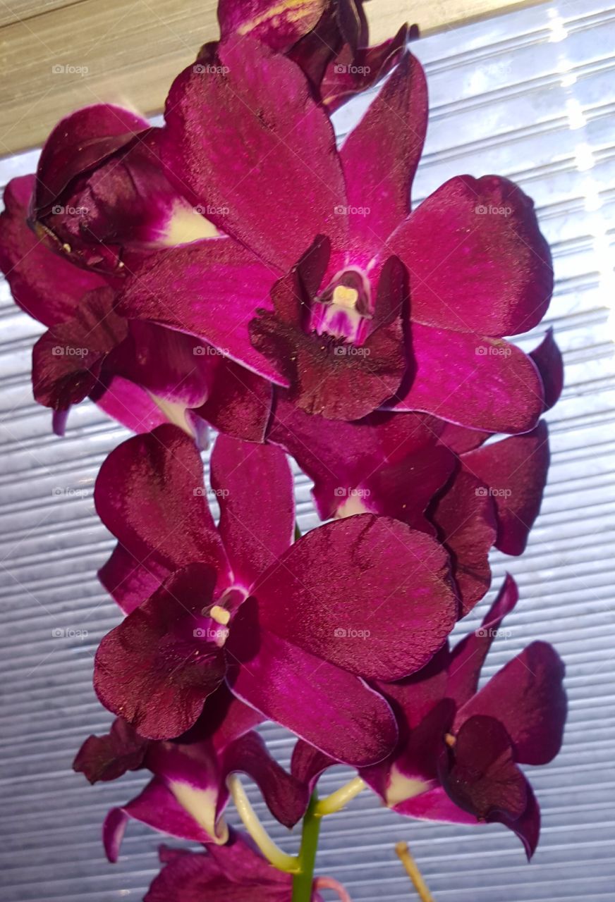 orchid