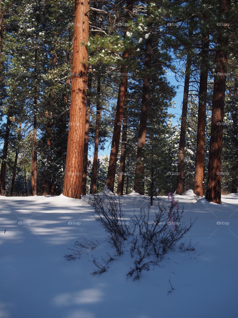 Towering Ponderosa Pine Trees with fresh snow on their branches and the ground on a beautiful winter morning in Central Oregon. 