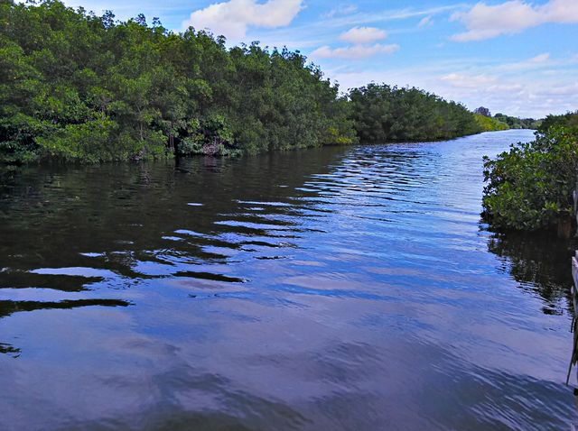 On the Bayou. Taken on Cross Bayou, Pinellas County, Florida.