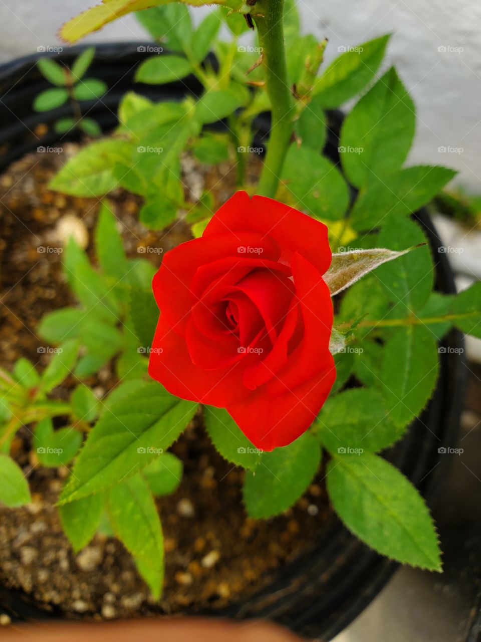 Nature, Leaf, Rose, Flower, No Person