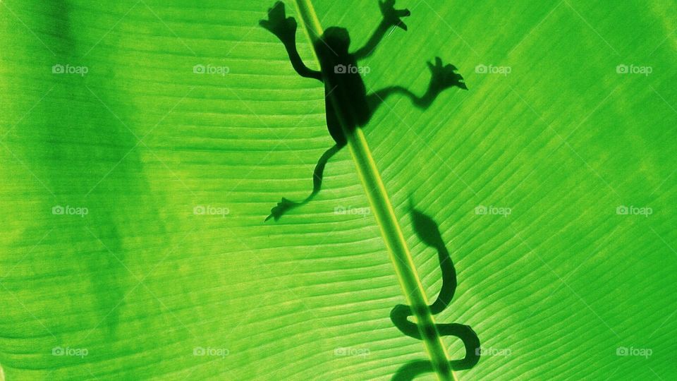 the prey is on a banana leaf ready to be pounced