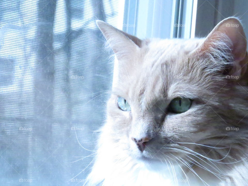 Beautiful cat with green eyes and fuzzy, ginger fur behind a window on a winter day.