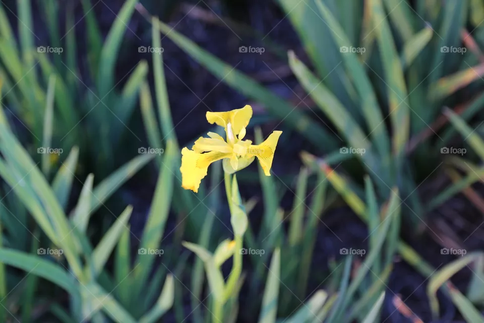 lilly
