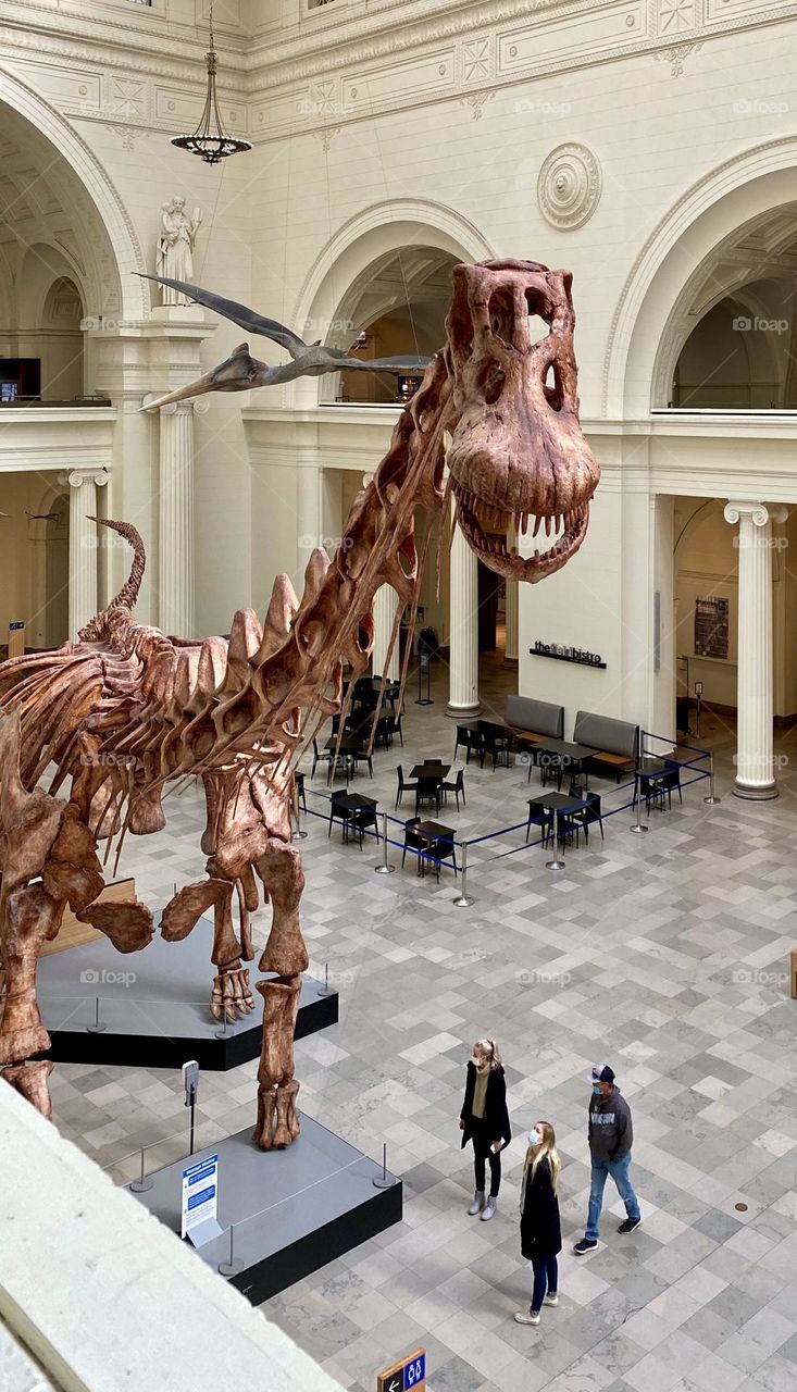 Towering dinosaur skeleton Natural History Museum 