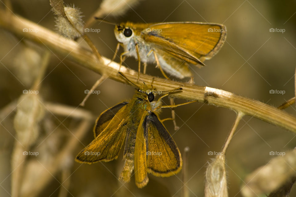 European skippers