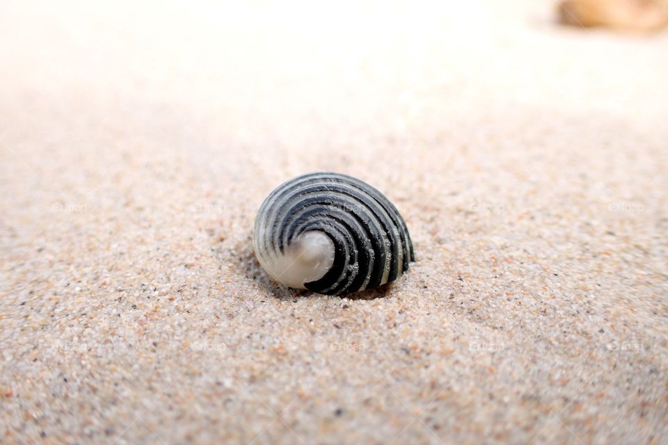 Spiral shell