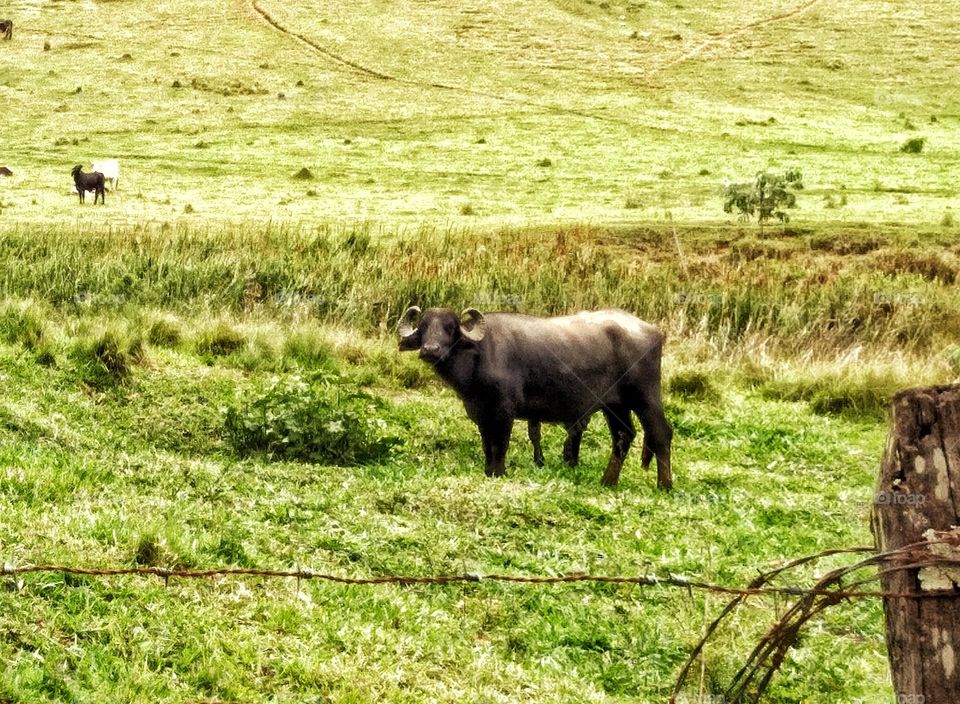 lone buffalo in the green pasture on a sunny day