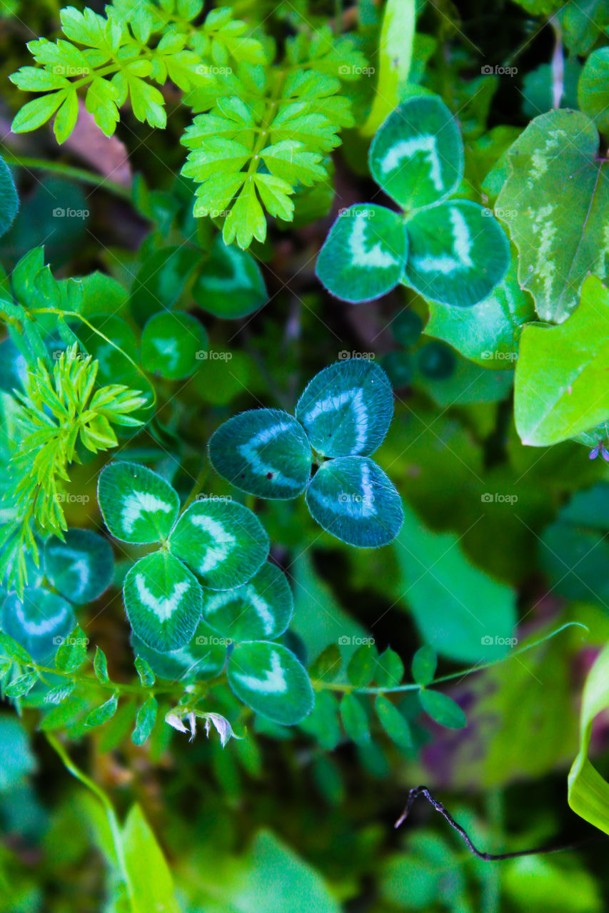 Three leaf clover