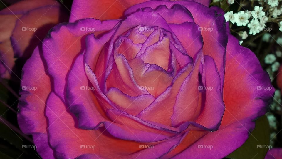 Pink rose