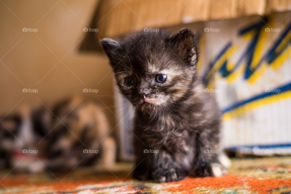 Little kitten sits on the carpet at home with a sad face