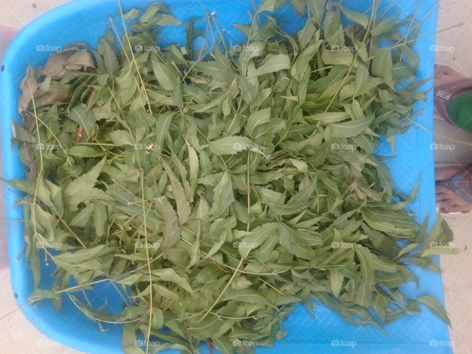 neem leaves