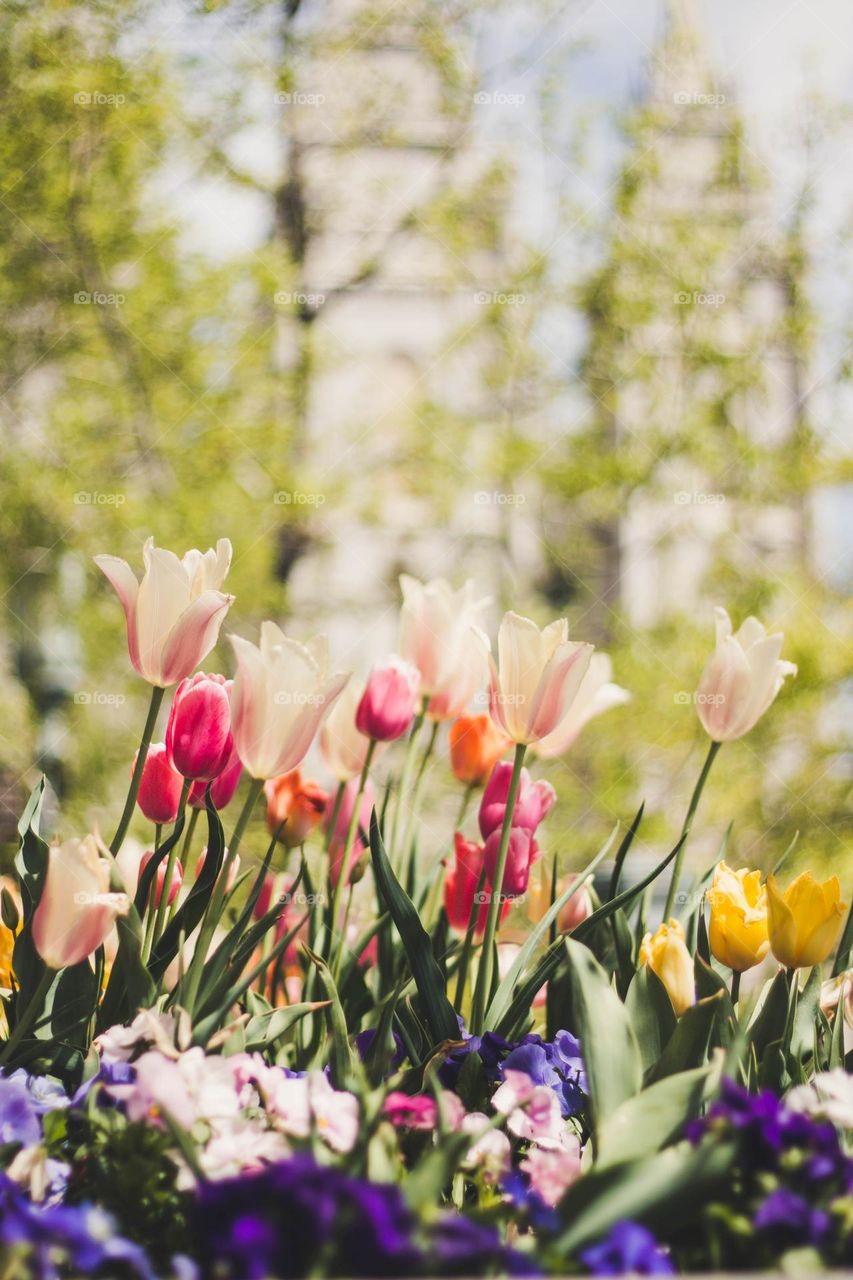 Beautiful and cute. flowers