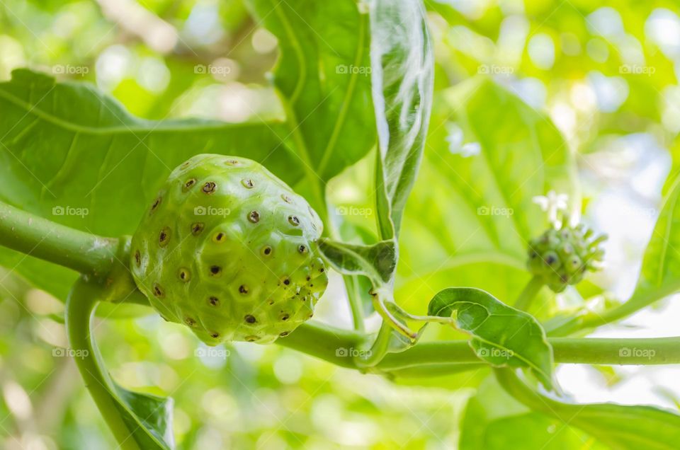 Noni Fruit On Tree