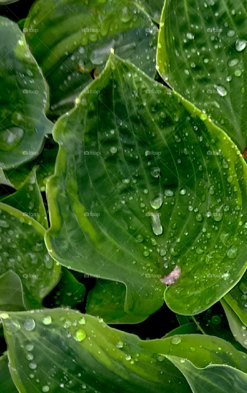 Leaf, Rain, Drop, Flora, Growth