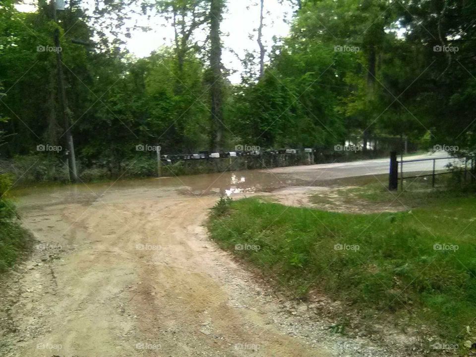 Surrounded by trees and rising water