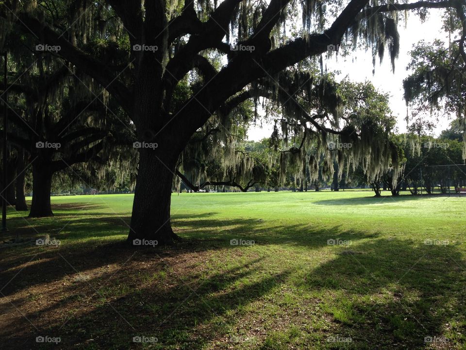 Forsyth Park Shade. 1850 historic afternoon sun park Savannah south grass tree green 
