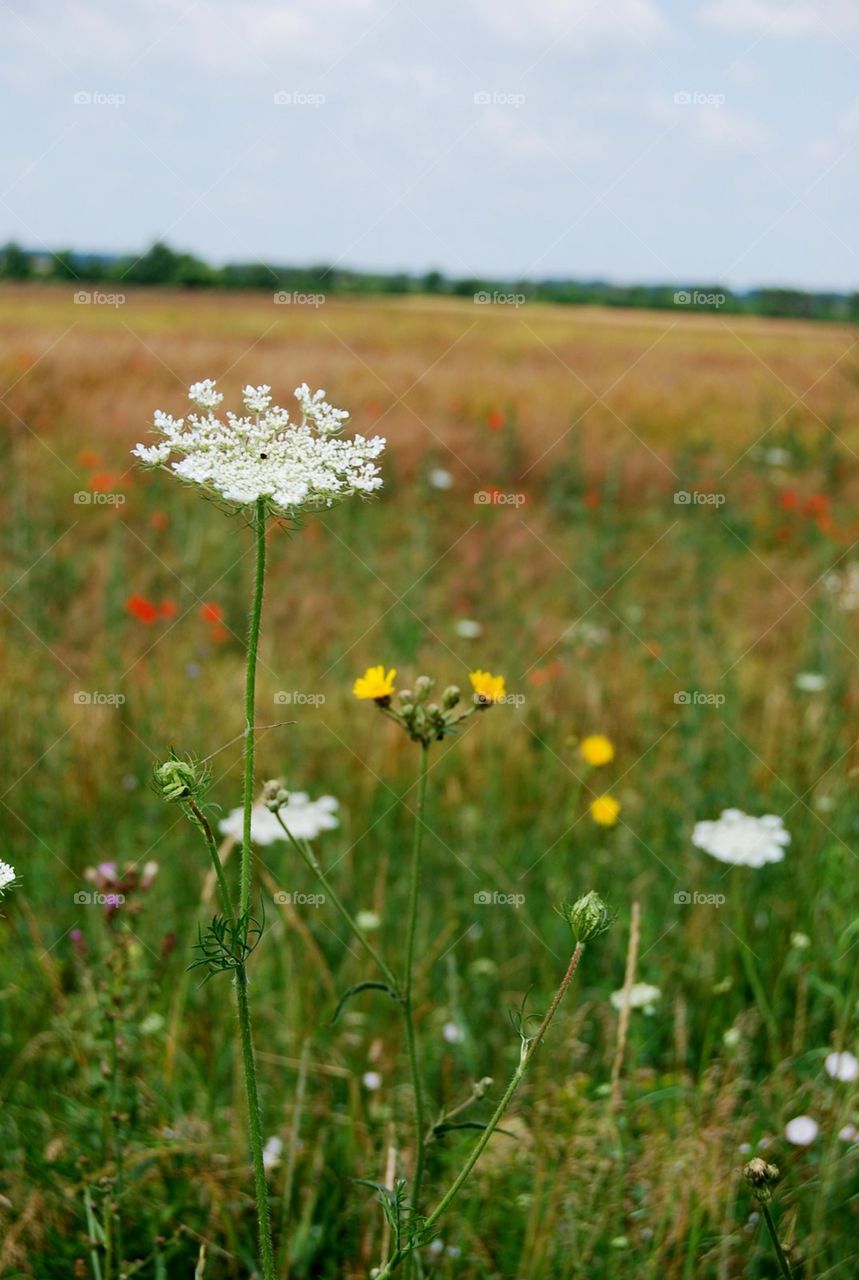 Blooming field 