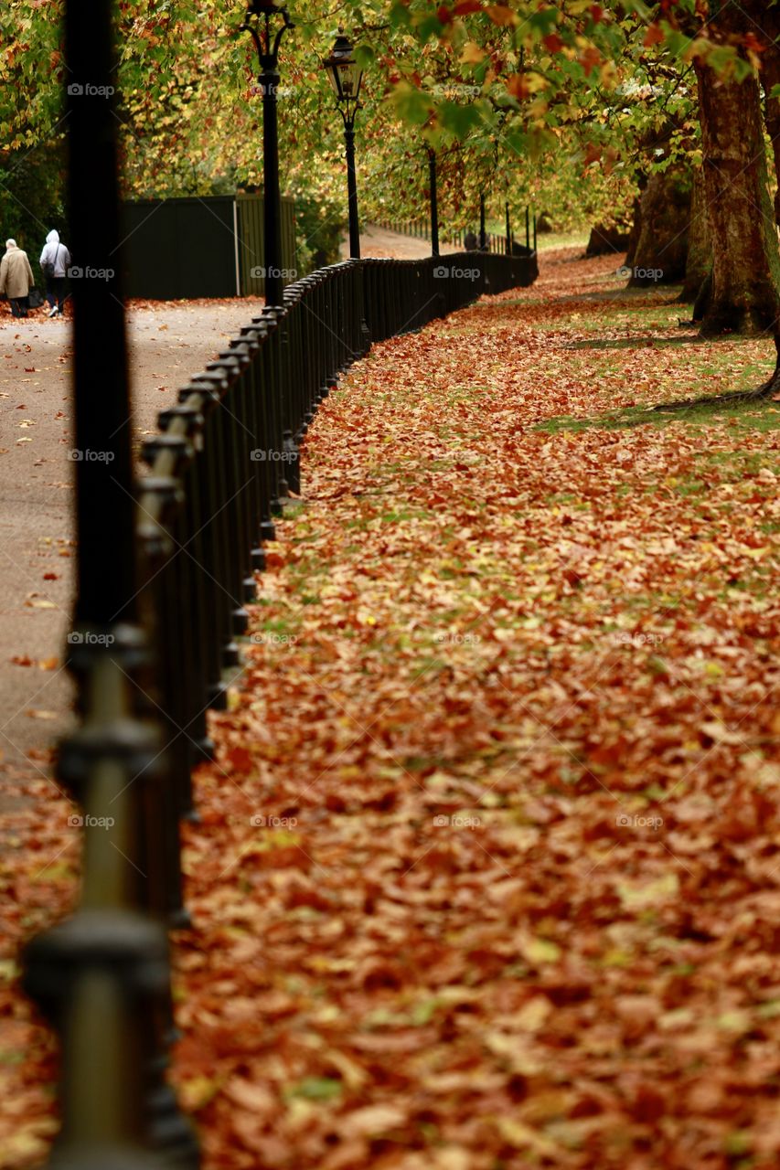 London Green Park In Autumn
