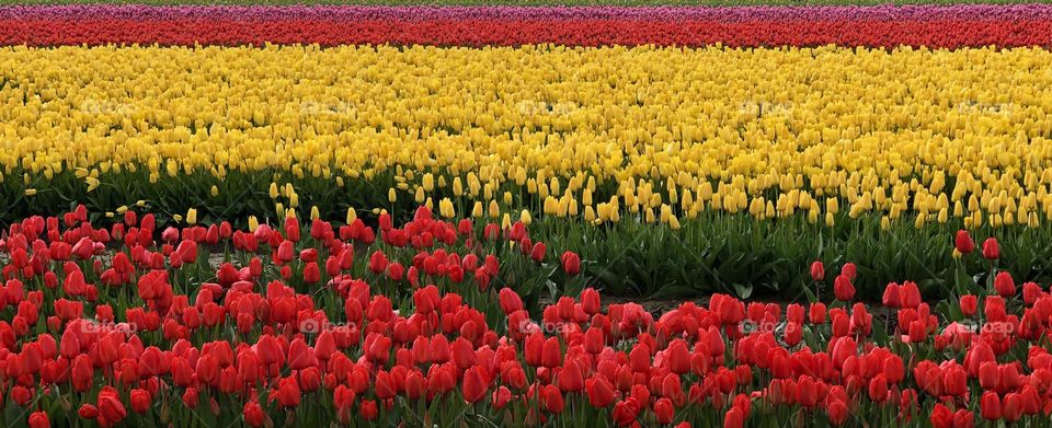 Springtime vs Winter Mission! Remarkable Springtime fields of tulips in the Pacific Northwest Skagit Valley!