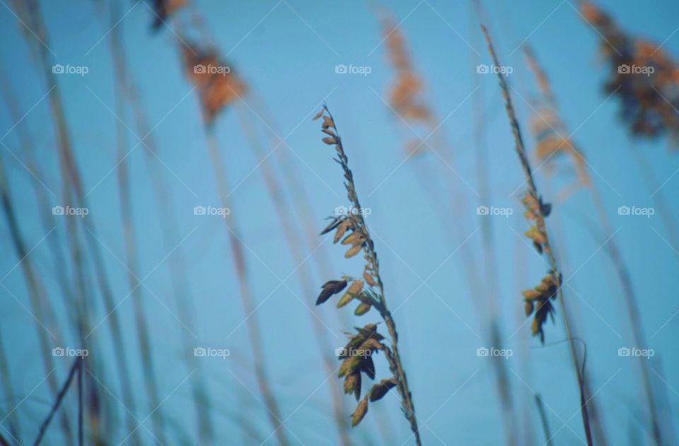 American Beach Grass
