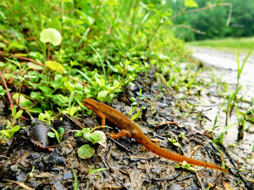 Red Spotted Newt