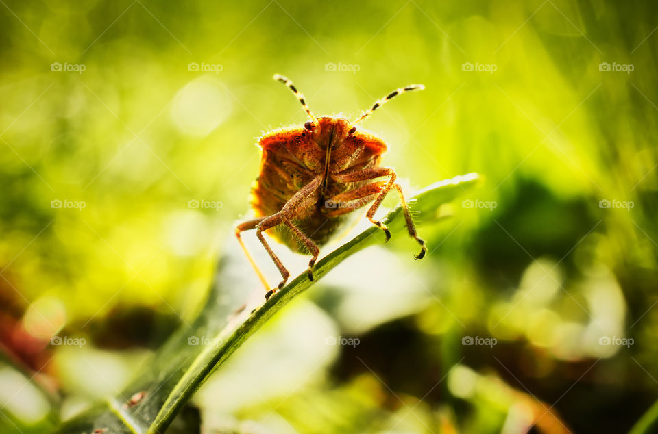 Mottled shieldbug