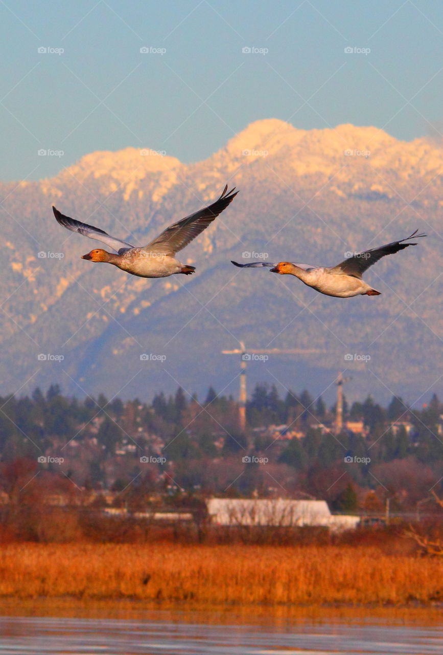 Geese flying over lake near mountain