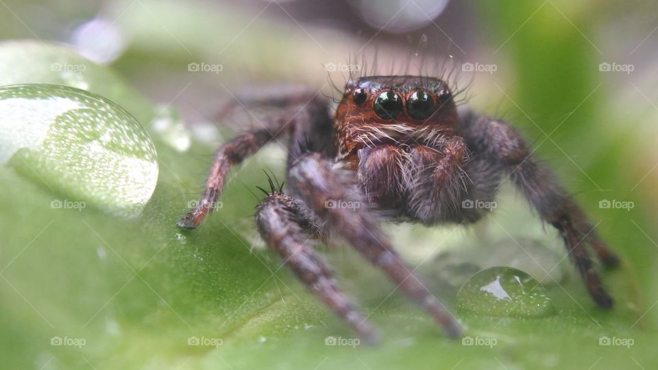 Spider on leaf with water drop