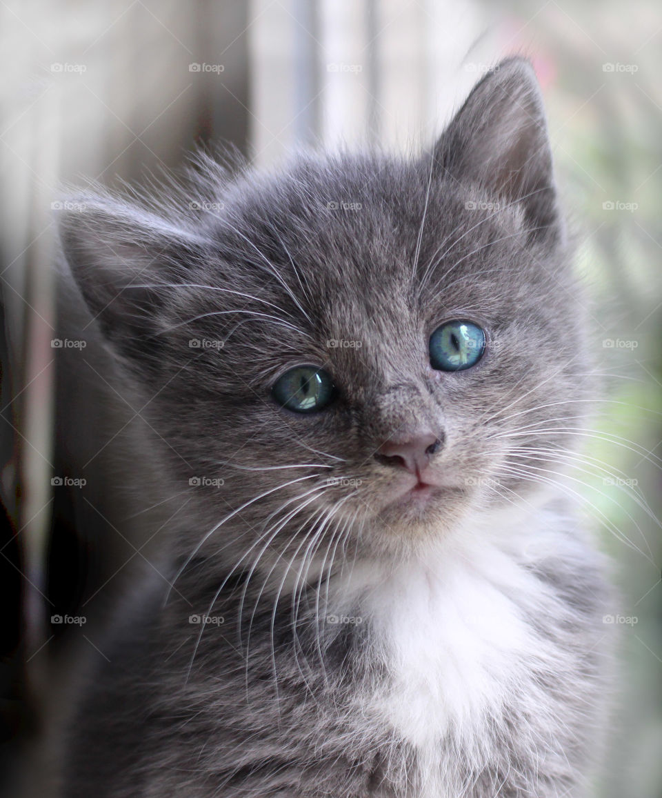 Portrait of a grey kitten looking at camera