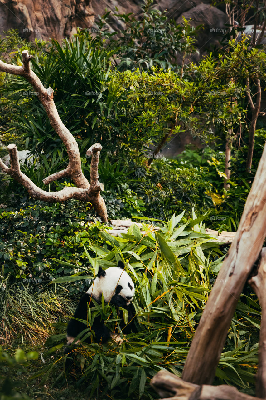 young panda eats bamboo leaves in the forest